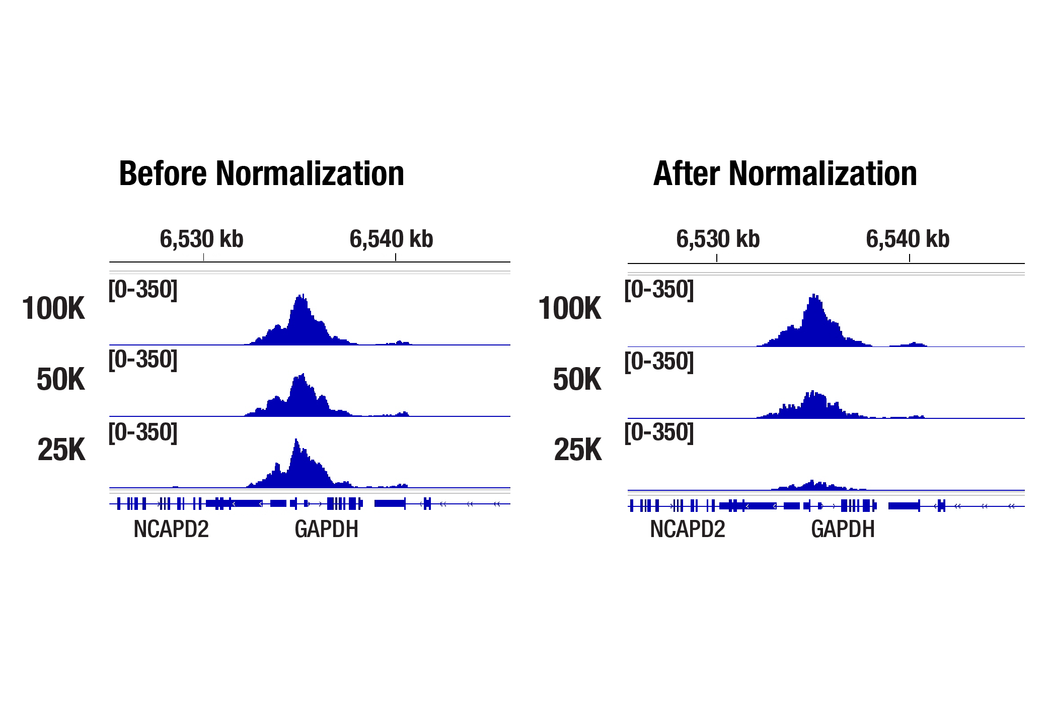 CUT&Tag analysis of H3K4me3 binding at the GAPDH gene in HeLa cells showing increased signal strength with higher input cell numbers.