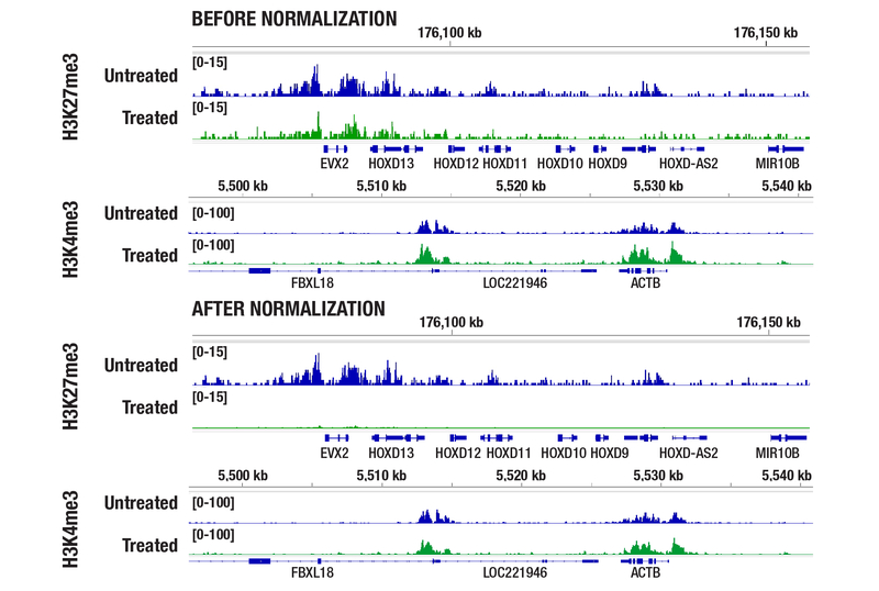EZH2 inhibitor validation CUT&RUN tracks showing H3K27me3 enrichment across the HOXD gene cluster and H3K4me3 at ACTB in MCF7 cells treated or untreated with 1 μM tazemetostat for six days, normalized using a Drosophila spike-in to reveal reduced H3K27me3 but stable H3K4me3.