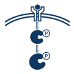 Icon of an activated receptor leading to downstream protein phosphorylation in a signaling pathway