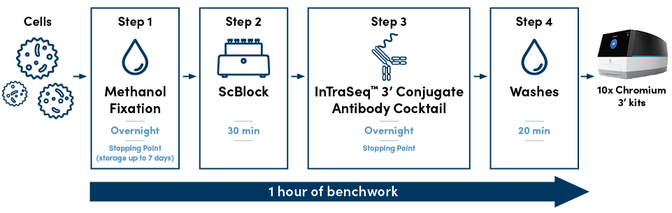 Graphic showing the four steps in the InTraSeq protocol, as described elsewhere in the text.