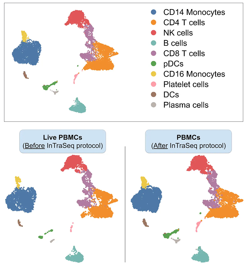 A colorful UMAP visualization that compares live PBMCs and PBMCs after the inTraSeq protocol, showing the proportions of each cell type were consistent between samples, demonstrating mRNA preservation.