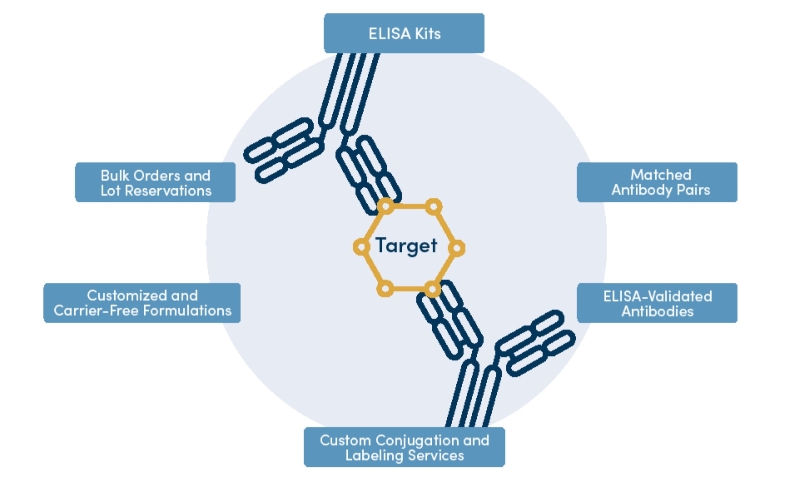 Circular graphic showing matched antibody pair illustration and six ovals with text.