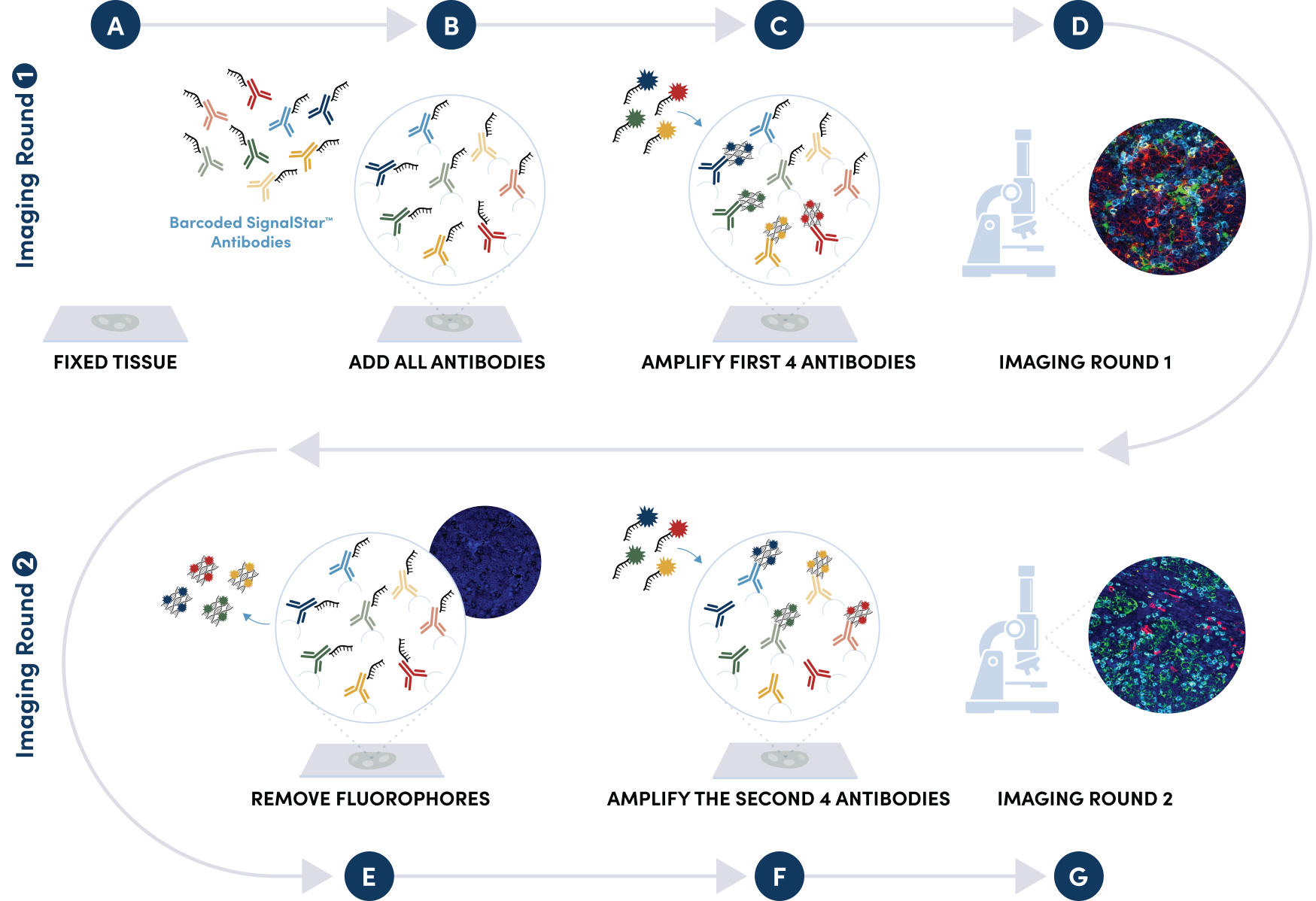 SignalStar Multiplex IHC WorkFlow Diagram