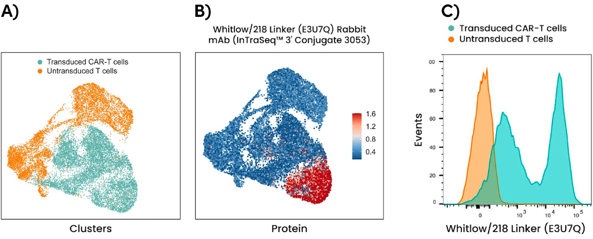UMAP showing data of transduced and untransduced CAR T-cell clusters (left figure), UMAP showing Whitlow/218 Linker protein expression (middle figure), and cross-validation in flow cytometric analysis (right figure).