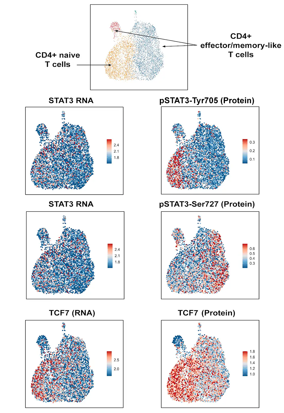 CD4+ and C8+ cluster visualization identifying cellular subpopulations in RNA and protein.