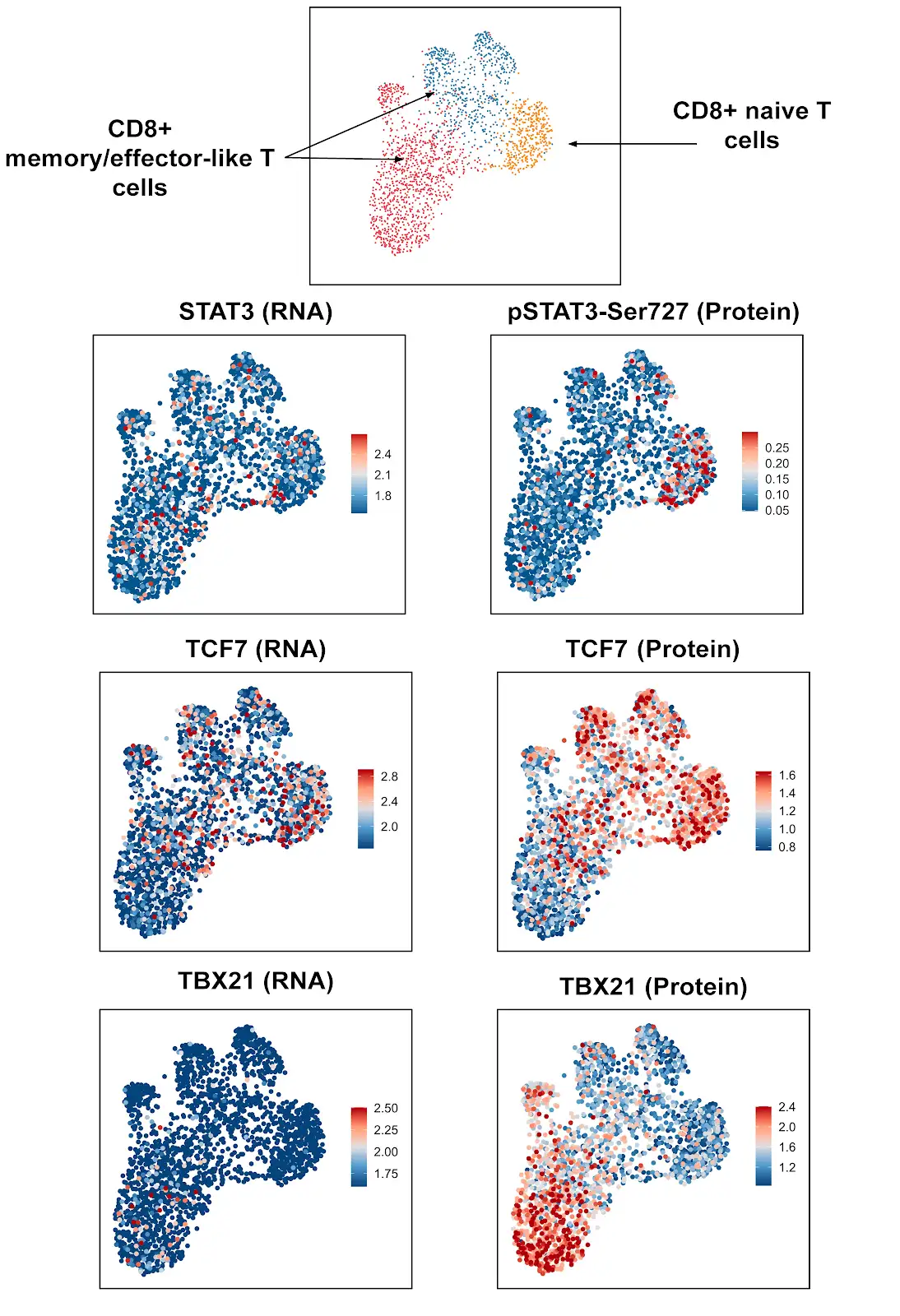 CD4+ and C8+ cluster visualization identifying cellular subpopulations in RNA and protein.