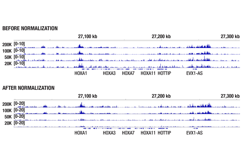 CUT&RUN tracks showing H3K27me3 enrichment across the HOXA gene cluster in MCF7 cells using decreasing input amounts (200,000 to 20,000 cells), with Drosophila spike-in–normalized signal intensities positively correlating with starting cell number.