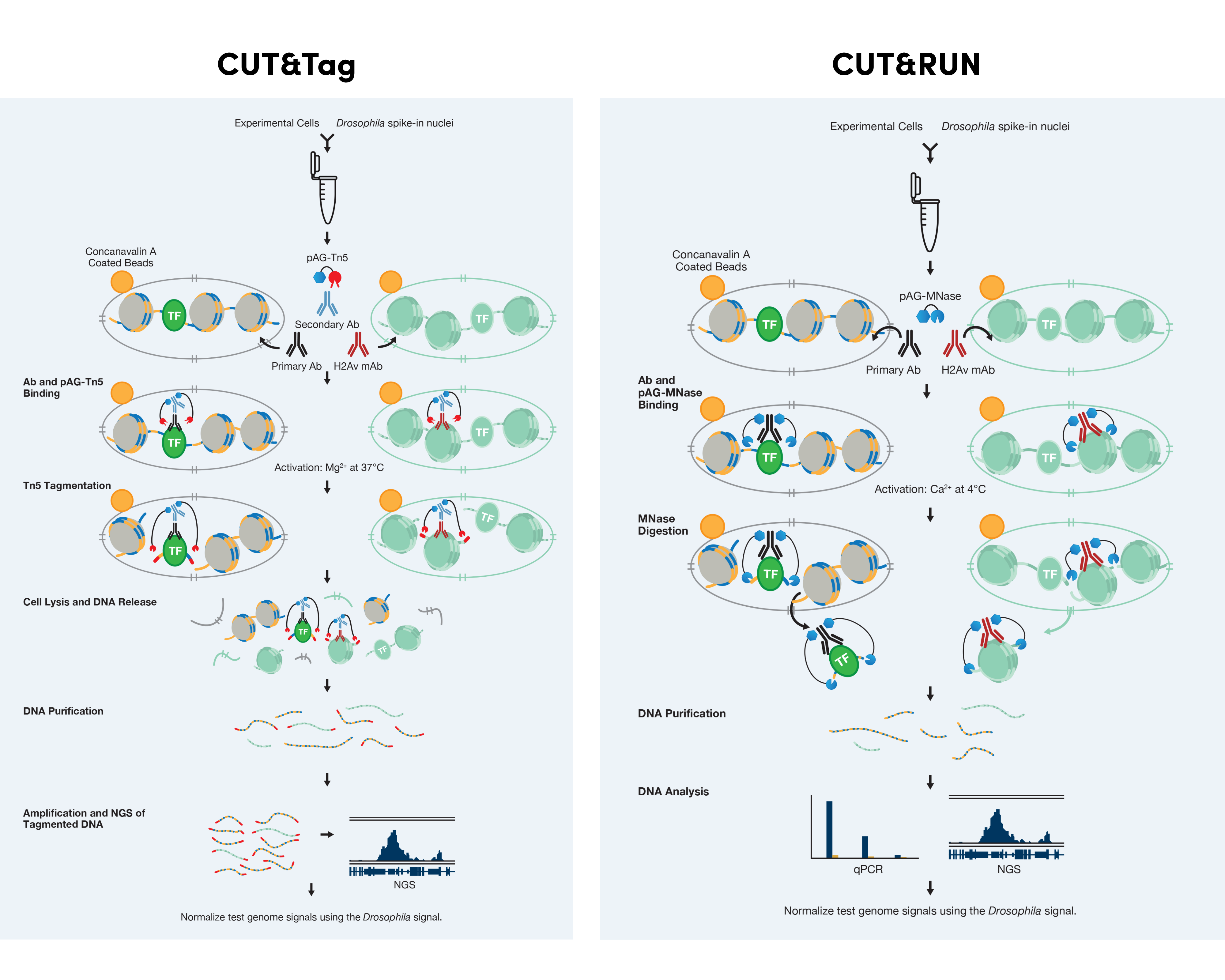 Diagram showing the experimental workflows for CUT&RUN and CUT&Tag chromatin profiling assays using the Drosophila Spike-in Control from CST.