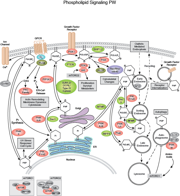 Phosphoinositide (Lipid) Signaling