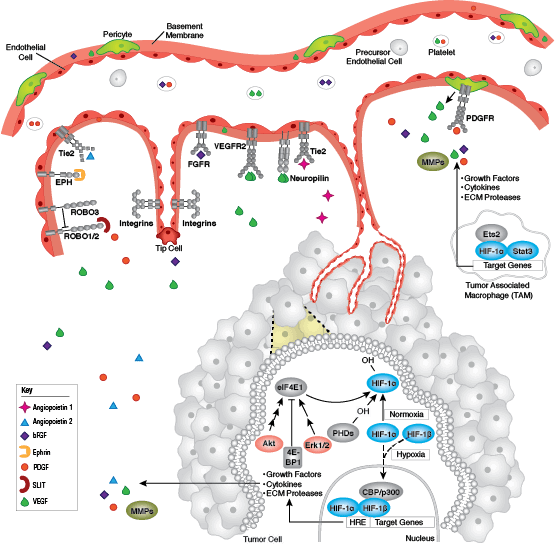 Tumor Angiogenesis Pathway