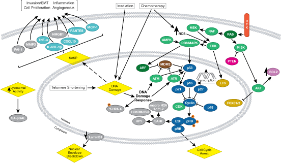 Senescence Signaling