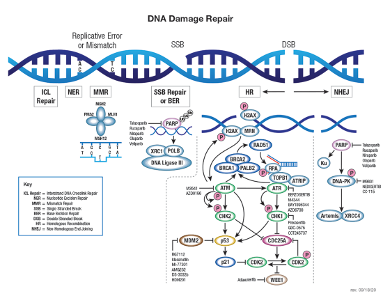 DNA Damage Response