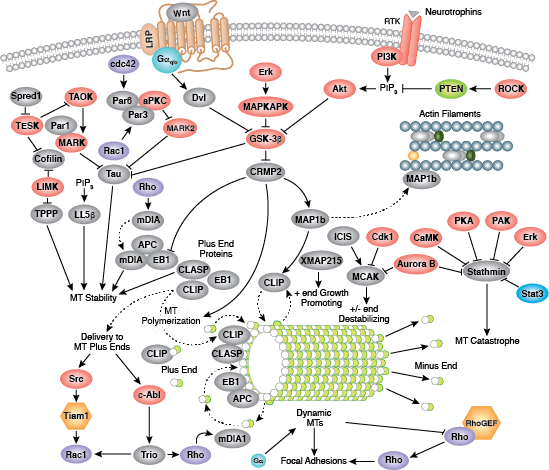 Regulation of Microtubule Dynamics