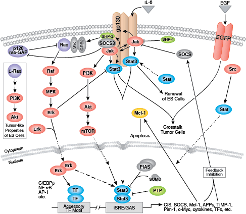 IL-6受容体シグナル伝達