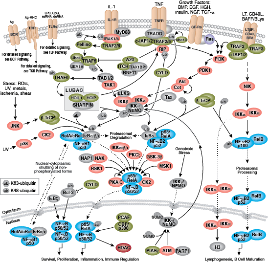 NF-κBシグナル伝達