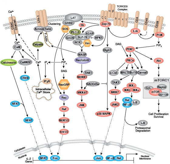 T Cell Receptor Signaling