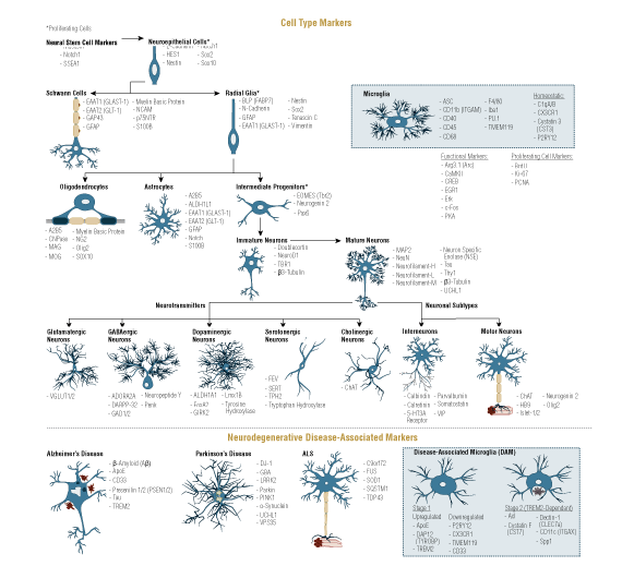Neuronal and Glial Cell Markers