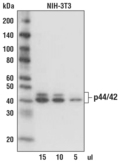 Western blot titration of NIH-3T3 cells using p44/42 MAPK ( Erk1/2 ) ( 3A7 ) Mouse mAb 9107 and 7056 as the secondary antibody.