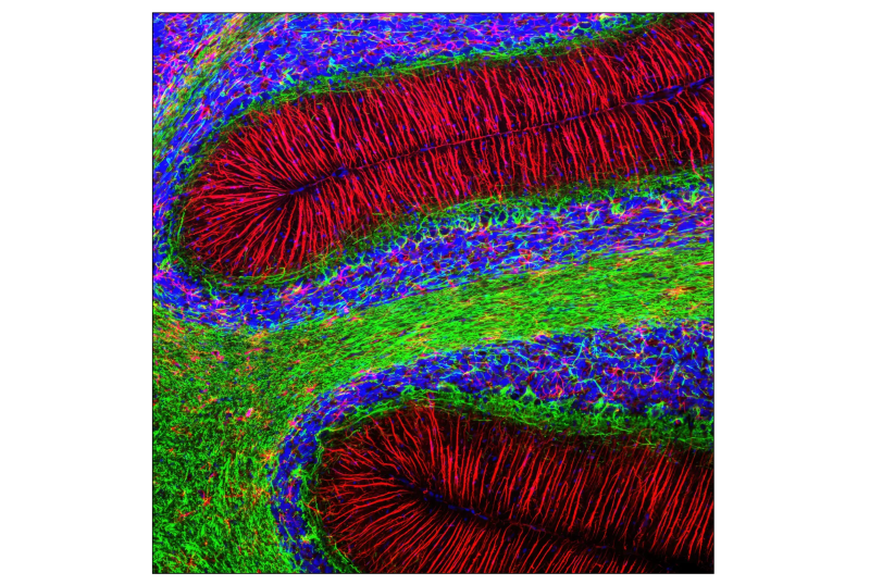 Confocal Immunofluorescent analysis of rat cerebellum.