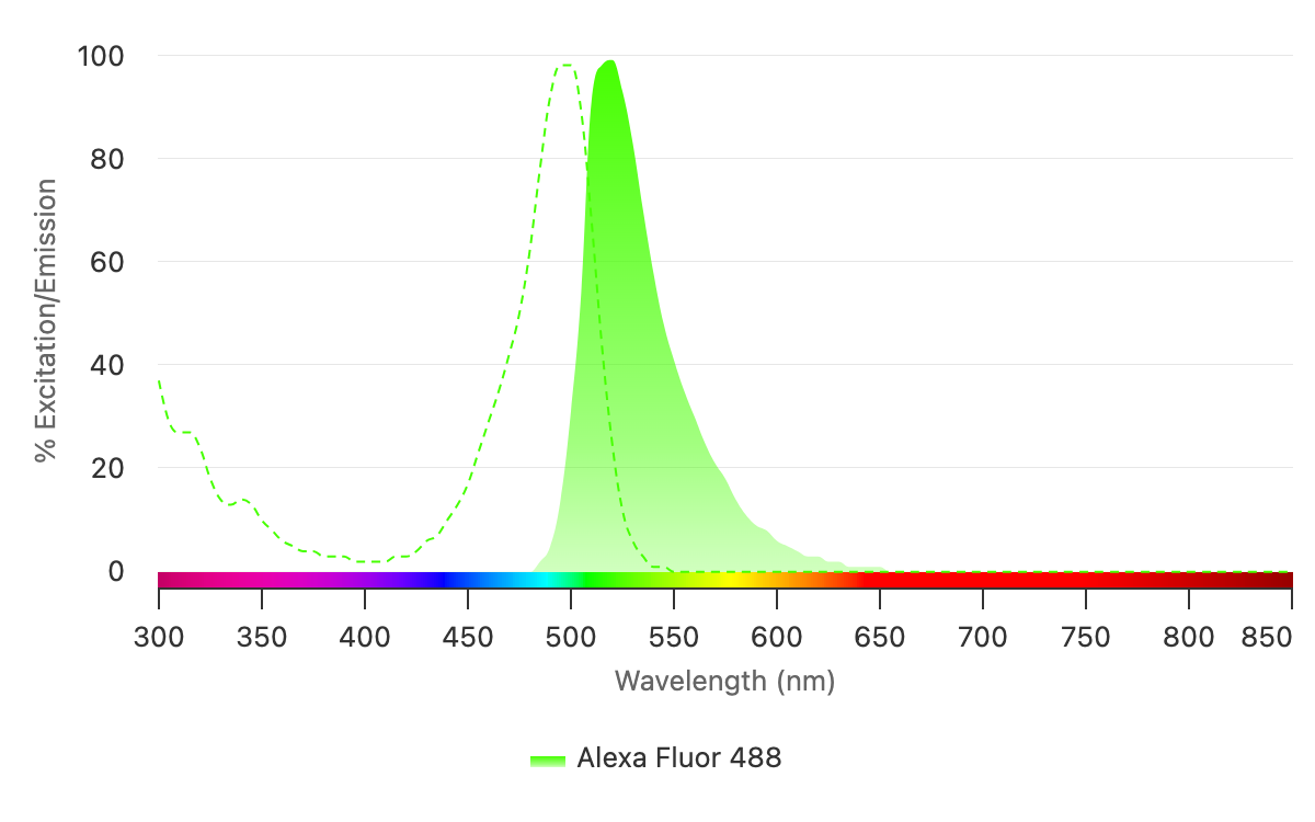 Graph made using Spectra Viewer displays the excitation spectrum of Alexa Fluor 488 as a dashed green line peaking around 490 nm, and the emission spectrum as a solid green line peaking around 520 nm, illustrating the concept of minimal spectral overlap for optimal multiplexed labeling in experiments.