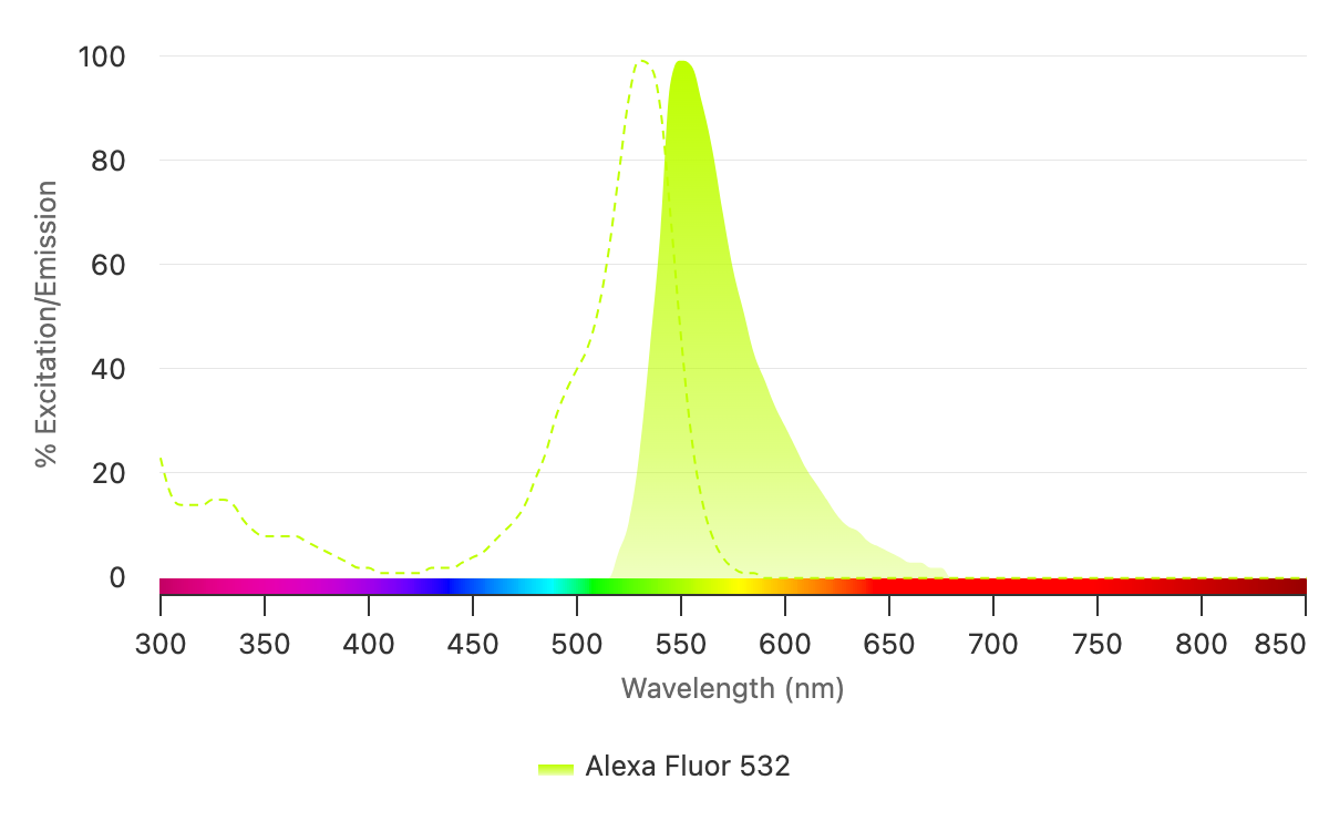 The dashed green line represents the excitation spectrum of Alexa Fluor 532, and the solid line shows its emission spectrum. For optimal results in multiplex labeling experiments, it’s best to choose antibodies conjugated to fluorophores with minimal overlap in emission spectra. Alexa Fluor 532 conjugates can be excited in the 515-532 nm range.