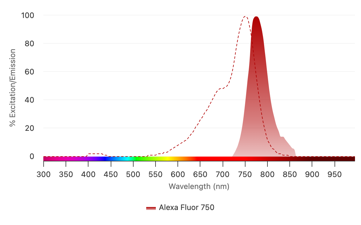 The excitation spectrum (dashed red line) and emission spectrum (solid red) of Alexa Fluor  750 are shown above. Its high photostability and reduced autofluorescence ensure consistent and reliable signals during prolonged imaging sessions. Selecting antibodies conjugated to fluorophores with minimal excitation or emission overlap is crucial for optimal results in multiplex labeling experiments. 