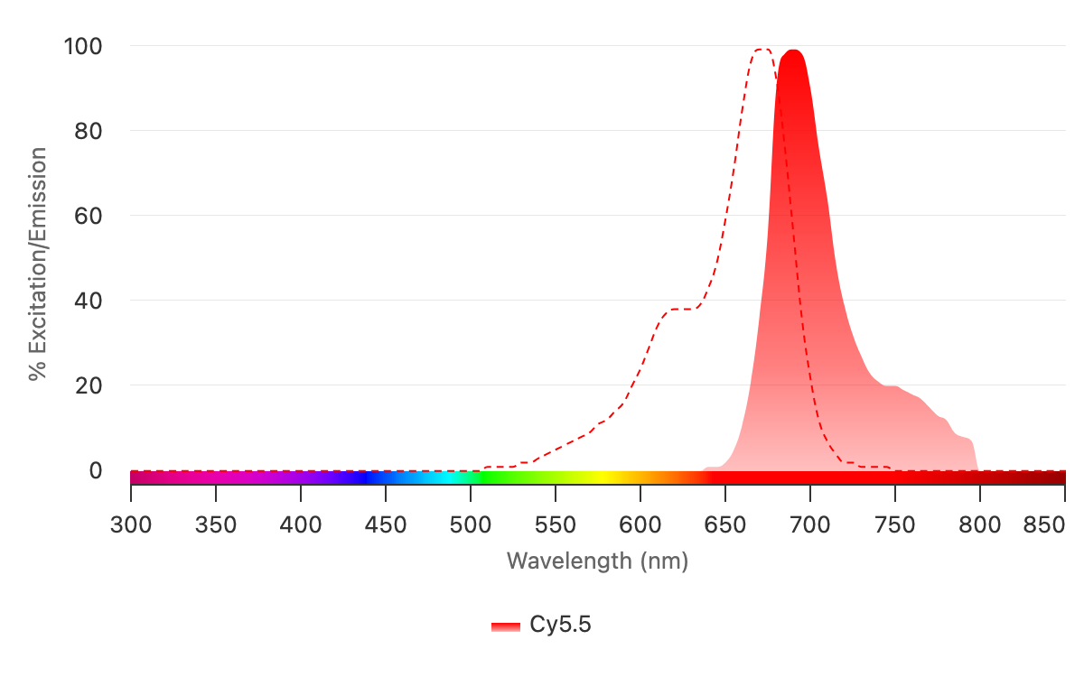 The Cy5.5 excitation (red dashed line) and emission (solid red) spectra are in the near-infrared (NIR) wavelengths, making it ideal for limiting autofluorescence in samples. 