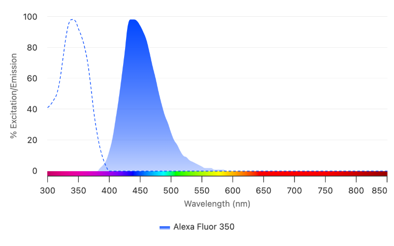 The excitation spectrum (dashed blue line) and emission spectrum (solid blue)  of Alexa Fluor 350 are shown above. Selecting fluorophores with minimal excitation and emission spectral overlap yields the best results when multiplexing. Alexa Fluor 350 has a broad excitation range, allowing it to be excited by ultraviolet (330 nm) and conventional violet lasers (355 nm).