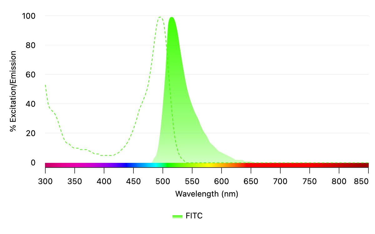 The excitation spectrum (dashed green line) and emission spectrum (solid green line) for FITC are shown above. With bright green emission, FITC provides a strong signal ideal for flow cytometry, immunofluorescence, and fluorescence microscopy, though it is sensitive to pH changes and photobleaching. Its broad compatibility and affordability make it a cornerstone fluorophore for many applications.