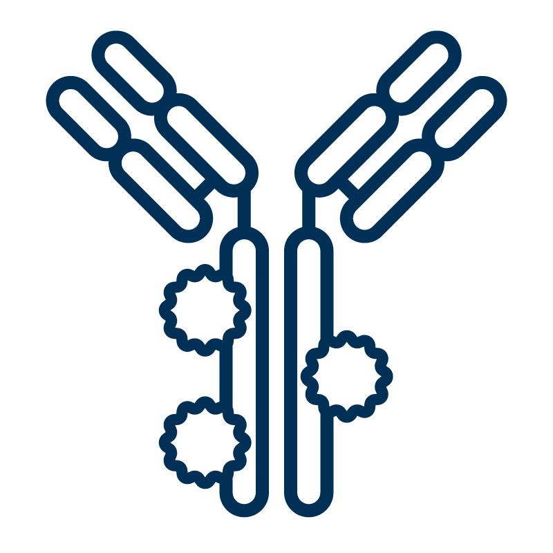 Line-art icon of an antibody with multiple conjugation sites, symbolizing off-the-shelf antibody conjugates