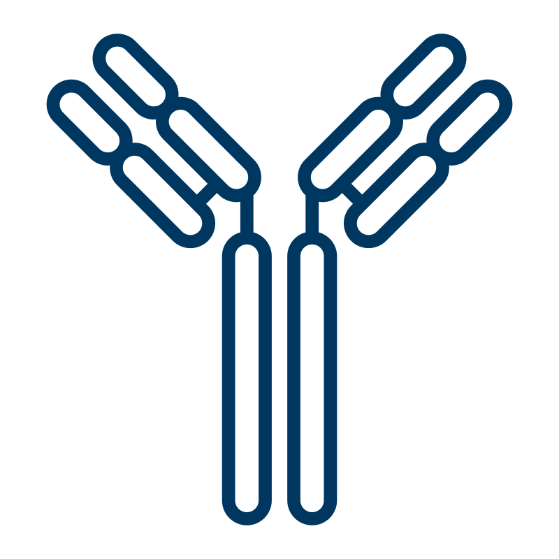 Line-art icon of an antibody, symbolizing conjugation-ready, BSA- and azide-free antibodies