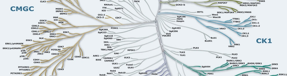 Protein Kinases