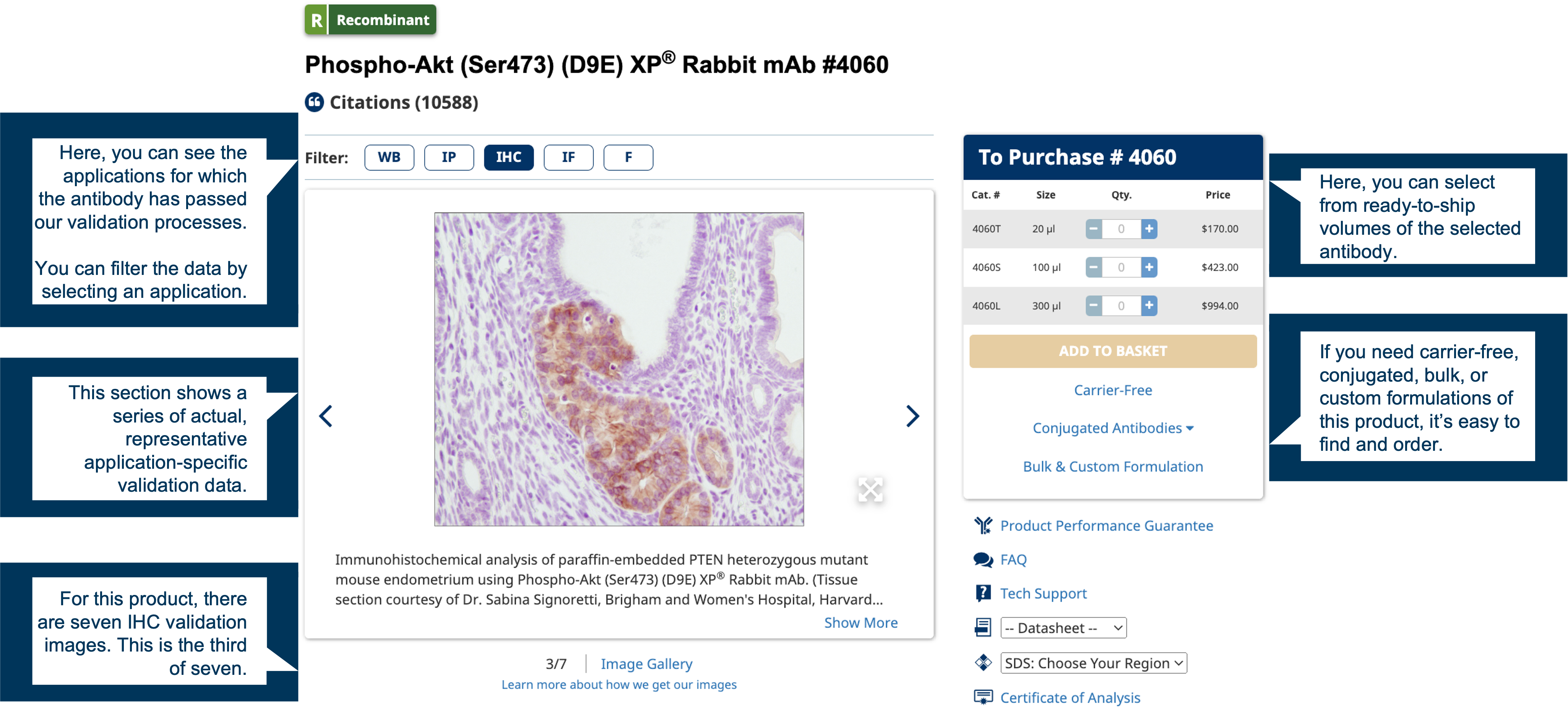 Screenshot of a webpage detailing a CST antibody, with callouts drawing attention to the ability to filter by application, access to actual validation data, and ease of ordering.