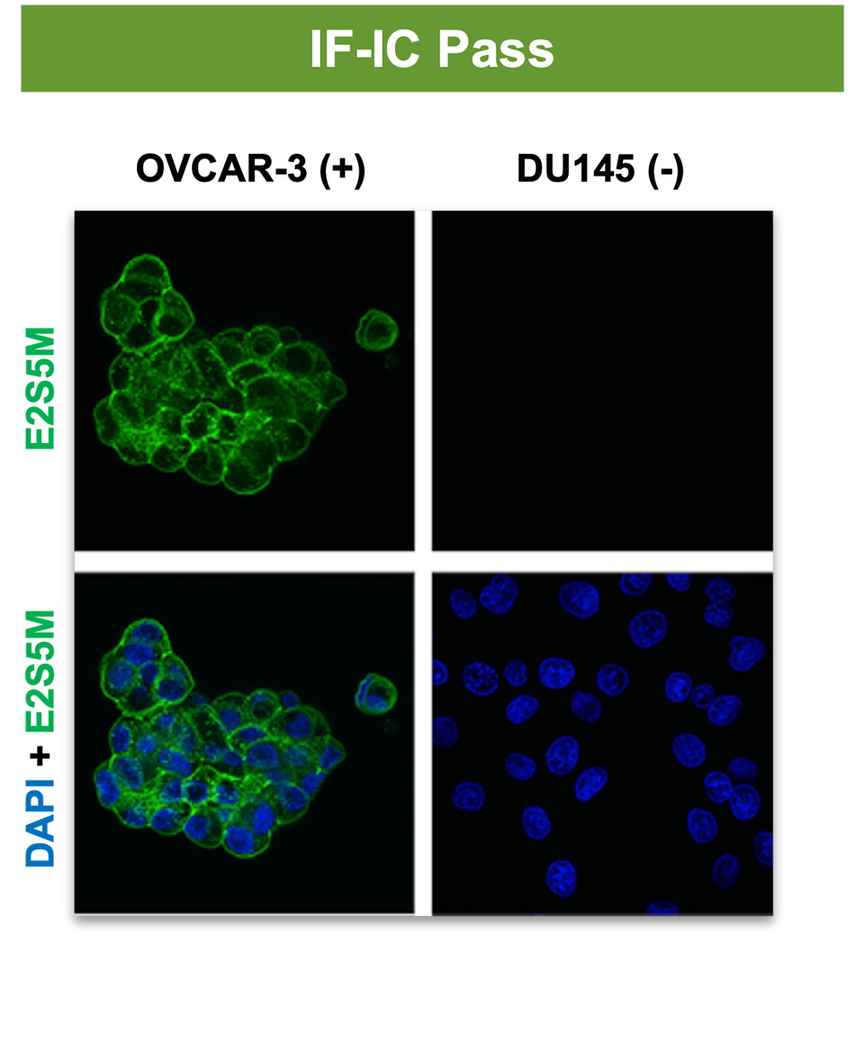 A series of photographs, showing how an antibody passed IF-IC but failed IHC. Text reads: Strong, non-specific nuclear signal in some OVCAR-3 cells with limited specific signal