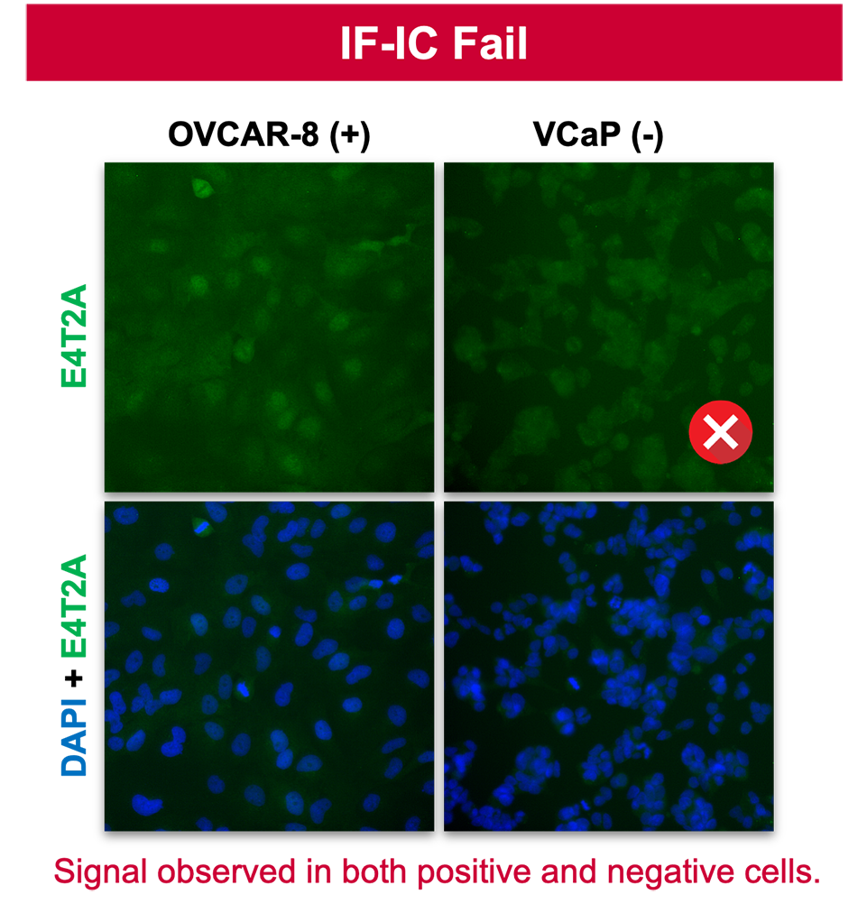 A series of photographs showing how an antibody passes IHC in a variety of tissues, but fails IF-IC. Text reads: Signal observed in both positive and negative cells.