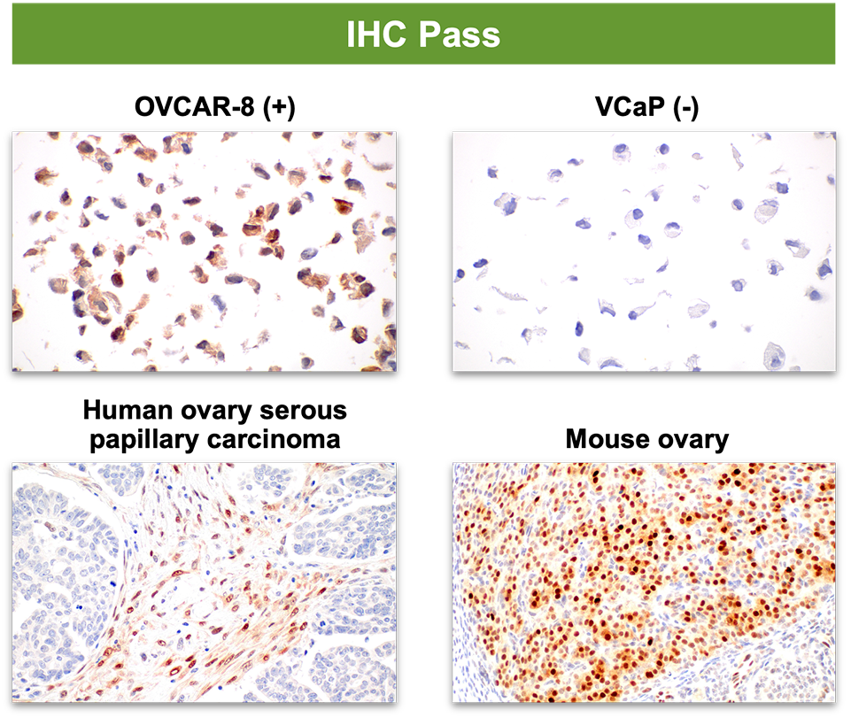 A series of photographs showing how an antibody passes IHC in a variety of tissues, but fails IF-IC. Text reads: Signal observed in both positive and negative cells.