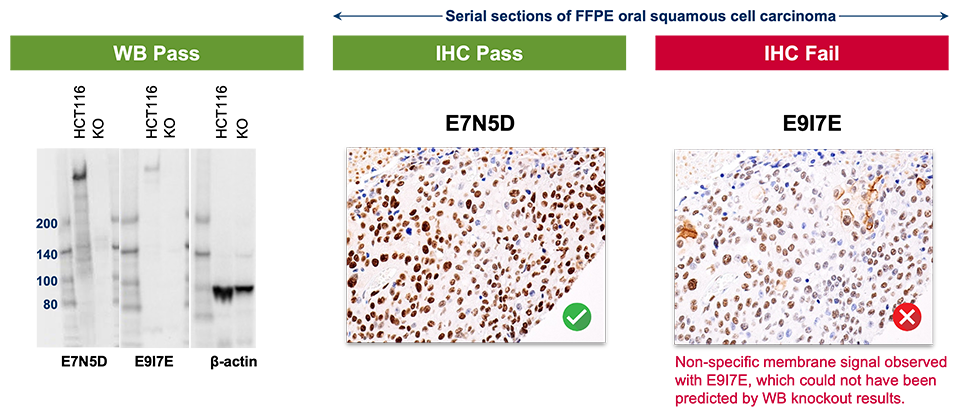 A series of photographs, showing how E7N5D and E917E both passed WB, but only E7N5D passed IHC. Text reads: Non-specific membrane signal observed with E917E, which could not have been predicted by WB knockout results.