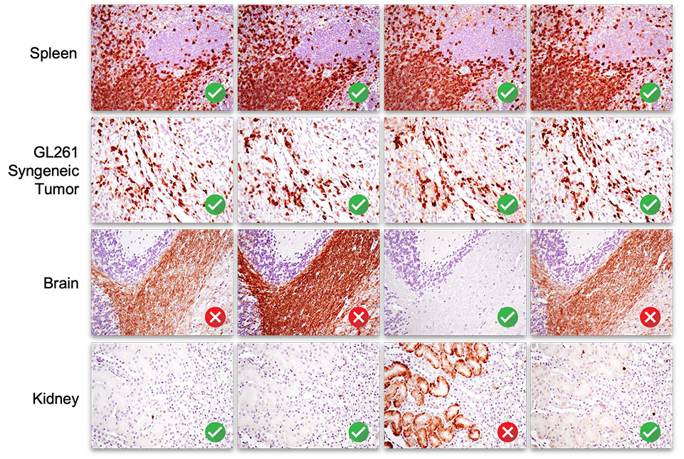 A series of photographs of a variety of tissues, showing that all clones show signal in some tissue types, but all the clones shown here fail IHC in some tissue. Text reads: None of these clones pass validation and will never be recommended for IHC.