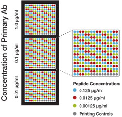 Histone Antibody Concentration