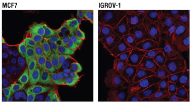 Positive / Negative Cell Line