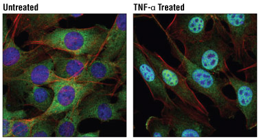 Activator / Inhibitor Treatment