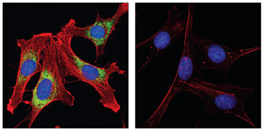 PDI #2446 and β-Actin #3700 performance is assessed on appropriate tissues.