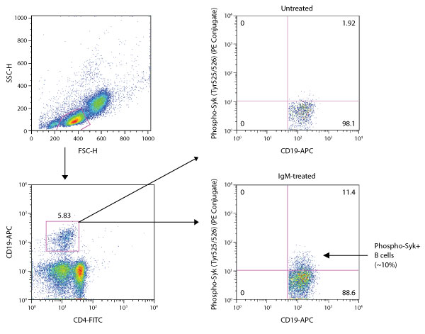 Intracellular Flow Cytometry