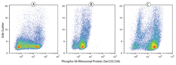 Phospho-S6 Ribosomal