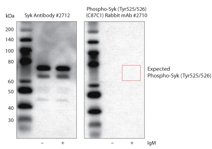 Western Blot