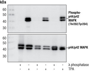 Western blot analysis of extracts from 293, NIH/3T3, and C6 cells.