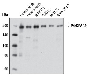 JIP4/SPAG9 (D72F4) XP Rabbit mAb #5519​を用いた複数の細胞株の解析。