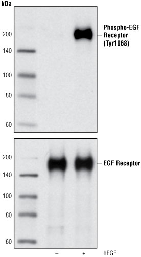 Optimal dilutions and buffers are predetermined for Western blot analysis.
