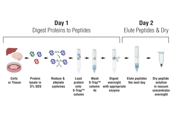 Day 1: Digest Proteins to Peptides
