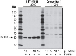 Western blot analysis of CST #4858 against competitors
